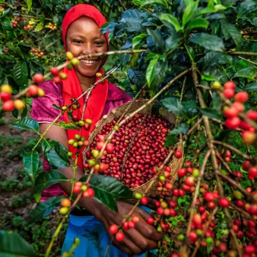 Youth Engagement Strategies in the Coffee Sector