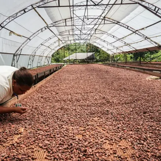 Impact of Climate Change on Coffee Production Economics